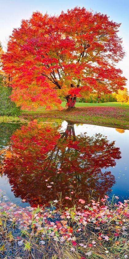 just awesome ! Twin Lakes, Autumn Tree, Image Nature, Landscape Designs, Red Leaves, Autumn Scenery, Autumn Beauty, Tropical Landscaping, Fall Pictures