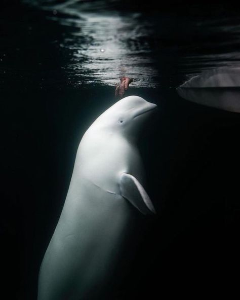 Orca Aesthetic, Ocean Aesthetic, White Whale, Beluga Whale, Arctic Ocean, World Photography, Photography Awards, Ocean Animals, Ocean Life