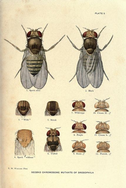 Contributions to the genetics of Drosophila melanogaster Drosophila Melanogaster, Insect Anatomy, Biology Poster, Fruit Fly, John James Audubon, Insect Art, Scientific Illustration, Historical Characters, Historical Maps