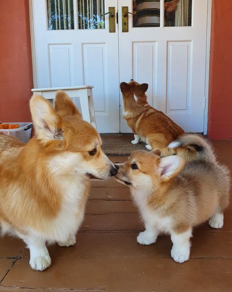 Unusual Animal Friends, Corgi Sploot, Corgi Art, Corgi Pictures, Saying Hello, Corgi Funny, Cardigan Welsh Corgi, Today Is My Birthday, Really Cute Dogs