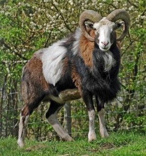 Mouflon Sheep on the Plutonium Muffins blog. Mouflon Sheep, Male Sheep, Horned Animals, Animals With Horns, North American Animals, Big Horn Sheep, Sheep Breeds, Interesting Animals, Big Animals