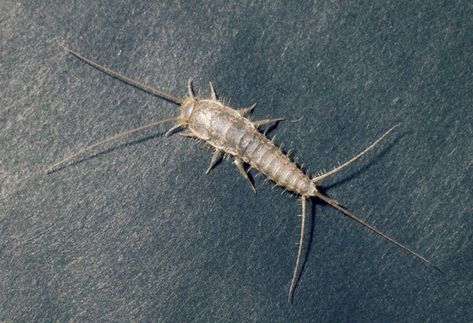 Silverfish: Where They Come From And What To Do To Get Rid Of Them Get Rid Of Silverfish, Creature Design, Kitchen Bathroom, How Can, Basement, Bugs, The Kitchen, Insects, Flowers