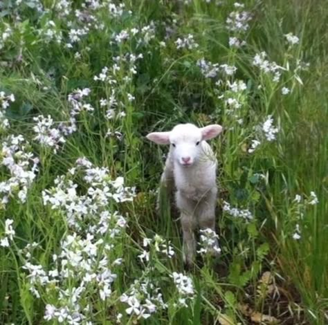 @𝐥𝐢𝐥𝐲𝐟𝐚𝐢𝐫𝐲 Baby Sheep, Cottage Core Aesthetic, Beltane, Arte Inspo, Cottagecore Aesthetic, Cute Creatures, Nature Aesthetic, Cute Little Animals, Green Aesthetic