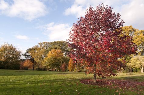 12 Fast-Growing Shade Trees | Arbor Day Blog Sweet Gum Tree, Fast Growing Shade Trees, Drought Tolerant Trees, Gum Trees, Tree Surgeons, Arbor Day, Sweet Gum, Gum Tree, Arbour Day