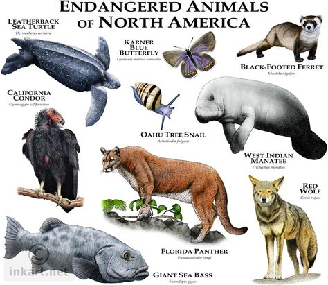 Fine art illustration of various species of North American animals that are at risk of becoming extinct. Florida Everglades, North American Animals, Endangered Wildlife, Everglades Florida, American Animals, Extinct Animals, Endangered Animals, Animal Species, Animal Facts