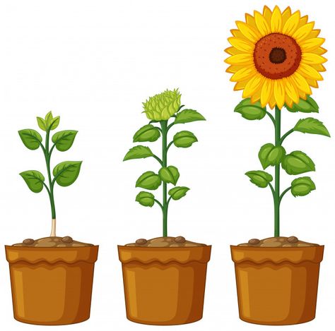 Three pots of sunflower plants | Free Vector #Freepik #freevector #background #flower #tree #green Ladybug Outline, Xare, Potted Sunflowers, Guitar Clipart, Monster Clipart, White Guitar, Flower Clip Art, Tree Outline, Growing Sunflowers