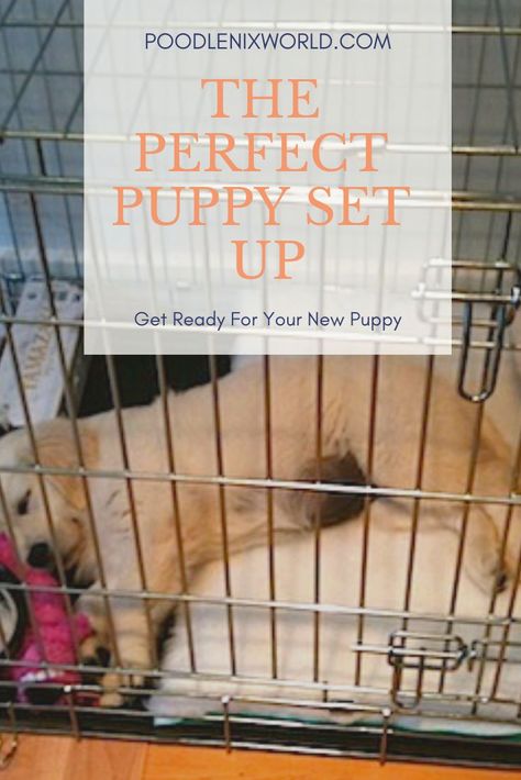 New Puppy Checklist, Puppy Checklist, Puppy Playpen, Puppy Kennel, Crate Training Puppy, Puppy Time, Puppy Crate, Puppy Proofing, Puppy House