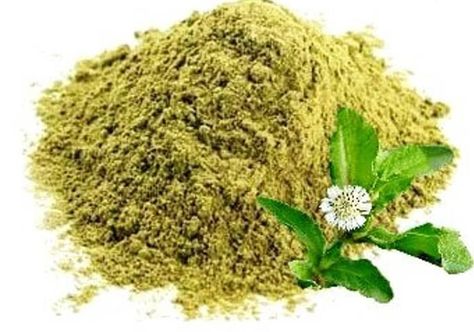 BHRINGRAJ🌿🌿🌿🌿 . . Make a paste of Bhringraj Powder with water, gently massage into hair, leave on for 30 minutes, rinse thoroughly with… Bhringraj Powder, Ayurvedic Medicine, Spices And Seasonings, Living Food, Ayurveda, 30 Minutes, Halloween Shopping, Massage, Medicine