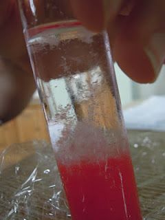 Teaching DNA and fun experiments (incl. how to extract DNA from strawberries!) Dna Activities, Fun Experiments, Cool Science, Biology Classroom, High School Biology, Biology Lessons, Teaching Biology, Plant Science, Cool Science Experiments