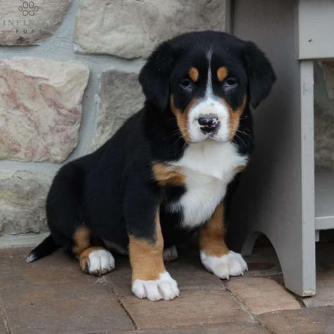 Greater Swiss Mountain Dog Puppy, Burmese Mountain Dog Puppy, Swiss Mountain Dog Puppy, Dog Pen Outdoor, Puppies Wallpaper, Great Swiss Mountain Dog, Yard Camping, Mountain Dog Breeds, Burmese Mountain Dogs