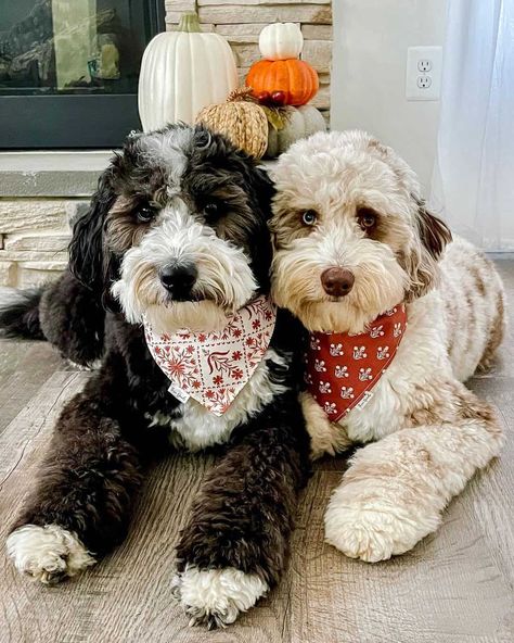 Haircuts For Aussiedoodle, Aussie Mountain Doodle, Mini Aussiedoodle Full Grown, Aussiedoodle Full Grown, Aussiedoodle Haircut, Mini Aussie Doodle, Aussie Poo, Mini Aussiedoodle, Mini Aussie