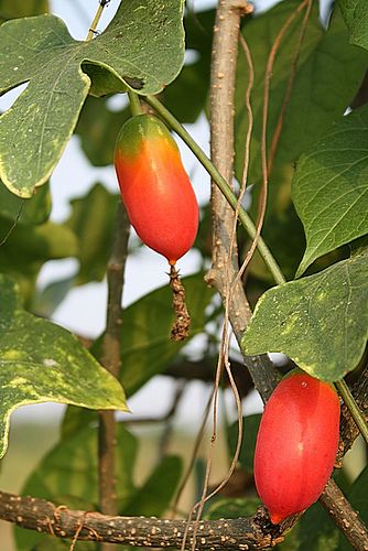 Coccinia Grandis, Wild ivy gourd - https://en.wikipedia.org/wiki/Coccinia_grandis African Diet, Amazing Fruits, Ivy Gourd, Fruit Orchard, Super Fruits, Easter Flower Arrangements, Tropical Africa, Vegetable Plants, Fruit Flowers