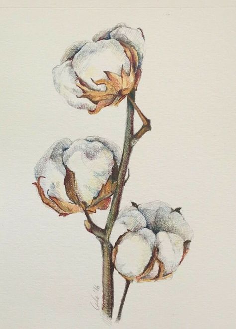 Cotton Painting, Illustration Pencil, Drawing Hands, Cotton Plant, 수채화 그림, Plant Drawing, Color Pencil Art, Botanical Drawings, Plant Illustration