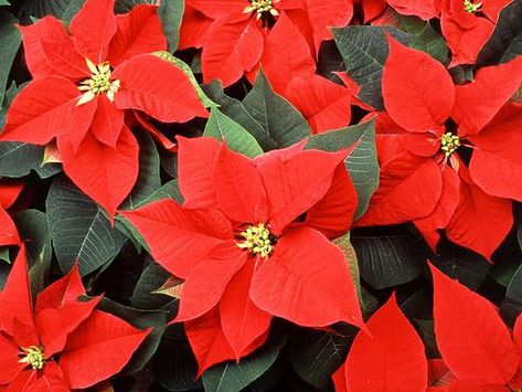 8 Jolly Christmas Plants | Britannica.com Poinsettia Cocktail, Rosa China, Poinsettia Care, Poinsettia Plant, Poinsettia Flowers, Christmas Plants, Red Poinsettia, Garden Nursery, Poinsettia Flower