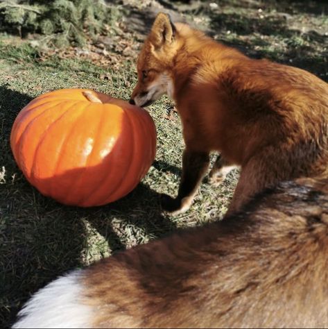 Fox Moodboard, American Horror Story Art, Fox Background, Fox Halloween, Red Foxes, Maned Wolf, Fox Pictures, Lost In The Woods, Fox Girl