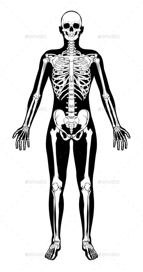 Human Skeleton Figure Medical Silhouette #Skeleton, #Human, #Figure, #Silhouette Skeleton Oc, Skeleton Standing, Figure Silhouette, Skeleton Silhouette, Male Skeleton, Skeleton Human, Human Skeleton Anatomy, Skeleton Arm, Skeleton Figure