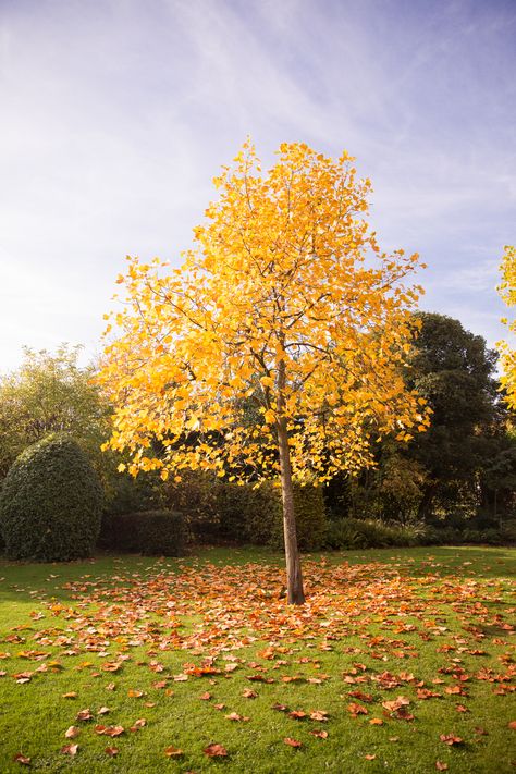 regents-park-london-20 Regents Park London, Regents Park, Seasons Autumn, Falling Leaves, Days Left, Autumn Colors, Favorite Season, Hello Autumn, The Glory