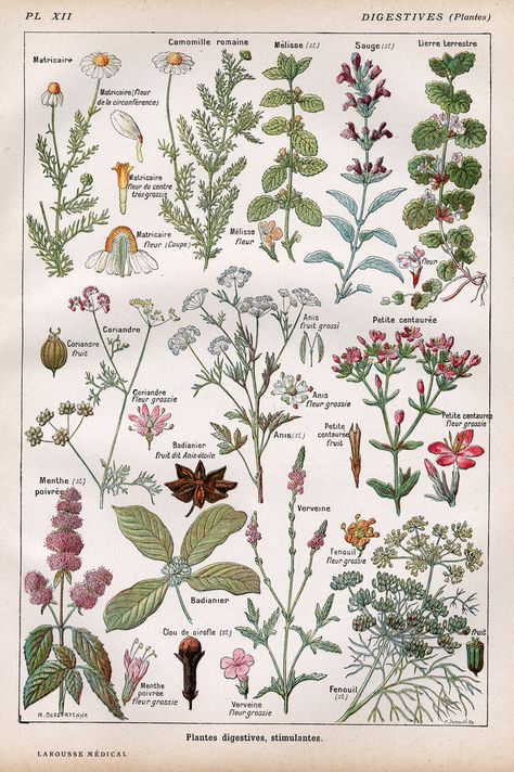 Toutes les tailles | plantes digestives | Flickr : partage de photos ! British Wild Flowers, Illustration Botanique, Picture Collage Wall, Botanical Poster, Plants And Flowers, Vintage Poster Art, Botanical Drawings, Art Collage Wall, Old Book