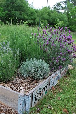 Lavender in the Southeast…. it must be nice to have rain... Lavender In Raised Beds, Spanish Lavender, Callaway Gardens, Spanish Garden, Growing Lavender, Lavender Garden, Lavender Plant, Garden Boxes, Garden Bed