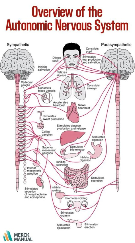 Many organs are controlled primarily by either the sympathetic or the parasympathetic division. Sometimes the two divisions have opposite effects on the same organ. For example, the sympathetic division increases blood pressure, and the parasympathetic division decreases it. Learn more. Medications Nursing, Nervus Vagus, Nerve Disorders, Sistem Saraf, Hypertension Diet, Medical Student Study, Endocannabinoid System, Human Body Anatomy, Medical School Studying