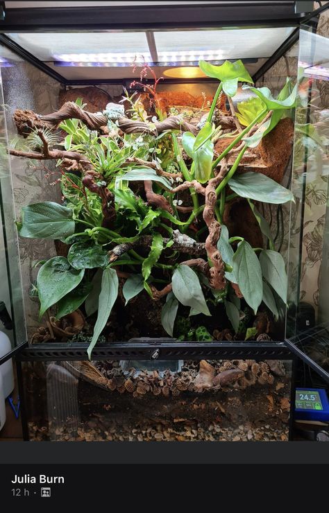 Red Eyed Tree Frog Enclosure, Red Eyed Tree Frog Terrarium, Bioactive Reptile Enclosure, Crested Gecko Bioactive Terrarium, Crested Gecko Vivarium, Frog Enclosure, Crested Gecko Habitat, Satanic Leaf Tailed Gecko, Tree Frog Terrarium