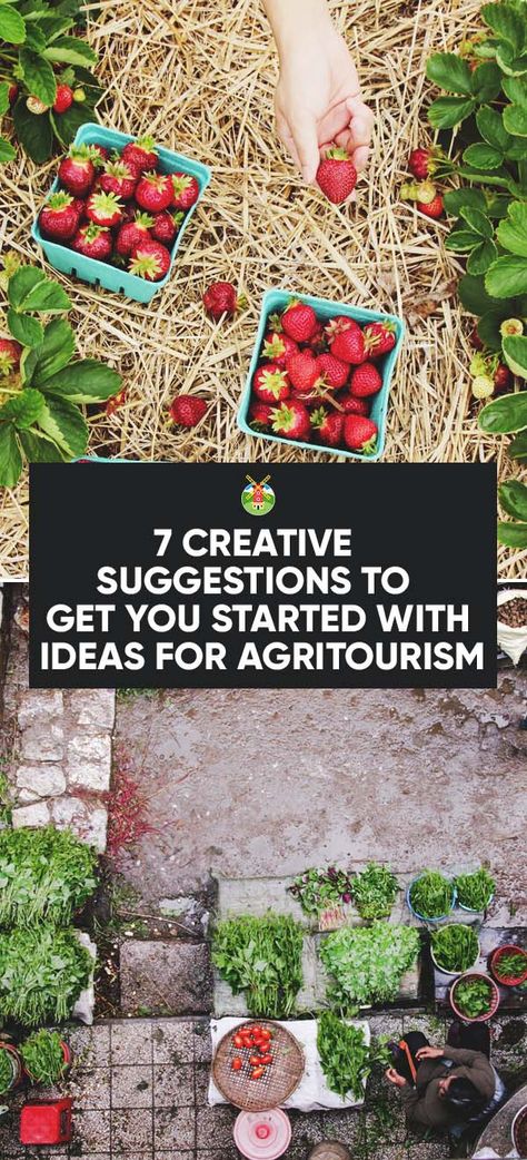 Agritourism is a great way to bring extra money to your farm. You can do so in smaller steps with our creative ideas for agritourism to start with. Csa Farm Ideas, Agri Tourism Ideas, Agritourism Ideas Farms, Farm Agritourism, Market Farming, Farm Airbnb, Agri Tourism, Farm Brewery, Agritourism Farms