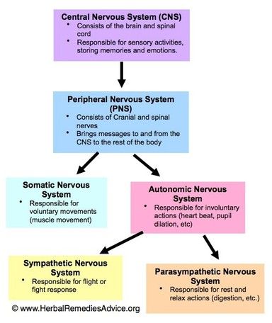 Nervous System Diagram, Anatomi Dan Fisiologi, Nervous System Anatomy, Human Nervous System, Sistem Saraf, Peripheral Nervous System, Brain Facts, Brain Anatomy, Nursing School Survival