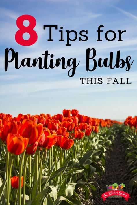 Bulb Planting, Start Gardening, Plant Bulbs, Fall Planting, Landscaping Flowers, Fall Bulbs, Garden Bulbs, Annual Flowers, Spring Bulbs