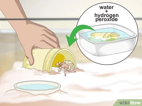 3 Ways to Decorate Your Hermit Crab's Tank - wikiHow Hermit Crab Habitat Ideas, Crabitat Ideas, Amber Eyes Color, Hermit Crab Homes, Hermit Crab Care, Flounder And Sebastian, Crab Habitat, Hermit Crab Habitat, Crab Tank