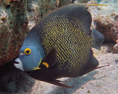 Angel And Butterfly, French Angelfish, Animal Tarot Cards, Underwater Drawing, Future Tank, Fish Images, Animal Tarot, Marine Tank, Strange Animals