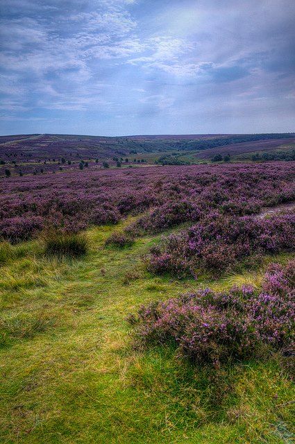 Meadows & Fields Sky Castle, Yorkshire Moors, Scotland History, Dream Pictures, Countryside Landscape, Scenic Photography, Weekend Breaks, Wales England, Flower Field