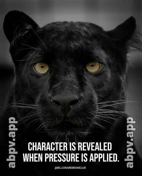 Panther Quotes, Dangerous Quotes, Ceo Motivation, The Success Club, Lion Quotes, Eric Thomas, Seo Business, Tuesday Motivation, Go Getter