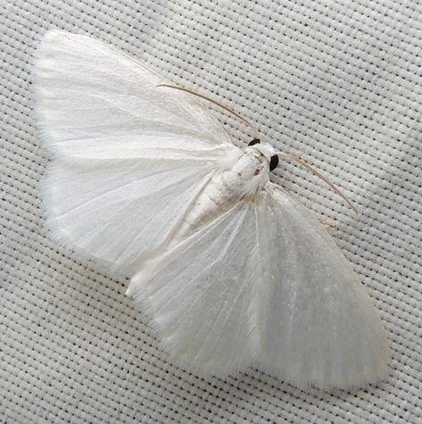 Cute Moths, White Moth, Cute Moth, Albino Animals, Moth Art, Cool Bugs, Moths And Butterflies, Beautiful Bugs, Creepy Crawlies