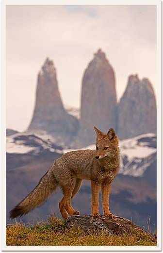 Animals Of South America, Andes Mountains, Making A Difference, International Day, South America, Patagonia, Elopement, Fox, Animals