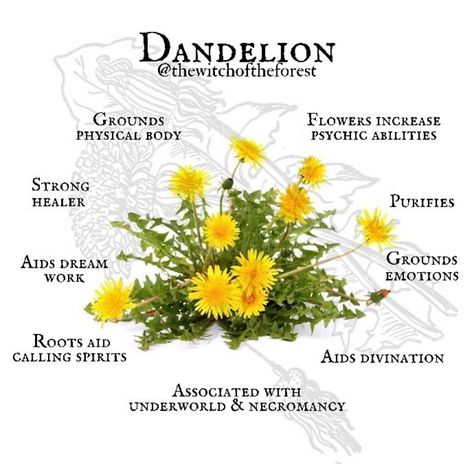 Flowers Witchcraft, Dandelion Uses, Nature Witch, Magickal Herbs, Plant Magic, The Dandelion, Magic Herbs, Magical Herbs, Herbal Apothecary