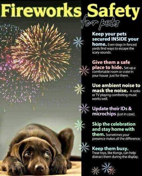 Pets Quotes, Dogs And Fireworks, Firework Safety, Scary Sounds, Spoiled Dogs, Education Information, Calm Dogs, Music Words, Yorkie Poo