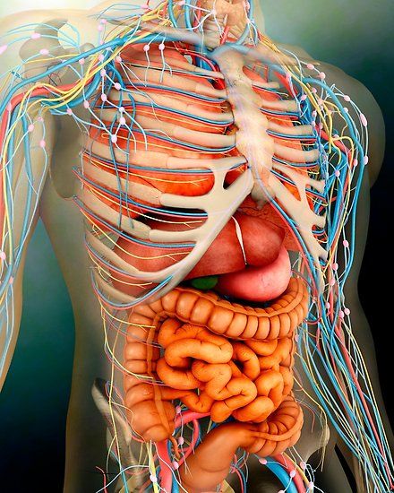 Perspective view of human body, whole organs and bones. • Millions of unique designs by independent artists. Find your thing. Human Body Diagram, Inside Human Body, Human Body Organs, Body Diagram, Perspective View, Human Organ, Human Body Anatomy, Muscular System, Human Body Parts