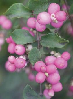 Coral Berry Symphoricarpos x doorenbosii Coral Berry, Shade Gardens, Berry Plants, Berry Bushes, Pink Fruit, Plant Catalogs, Pink Plant, Beautiful Fruits, Unusual Plants