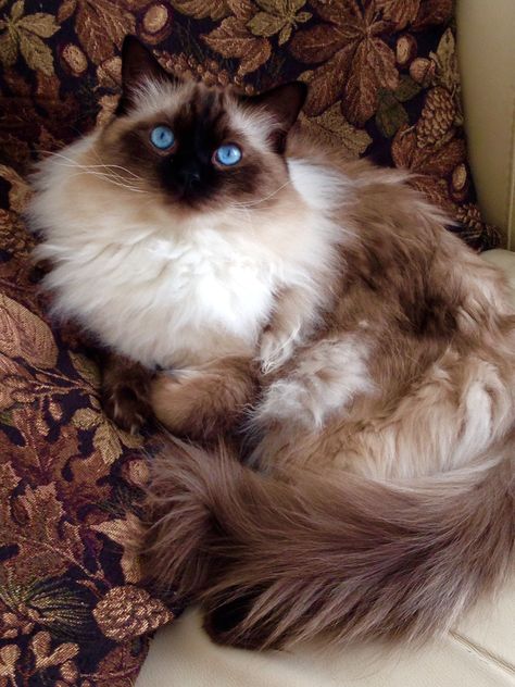 Seal Point Birman, Male Ragdoll Cat, Seal Ragdoll Cat, Chocolate Point Ragdoll, Seal Point Ragdoll Cat, Ragdoll Aesthetic, Seal Point Ragdoll, Most Popular Cat Breeds, Popular Cat Breeds