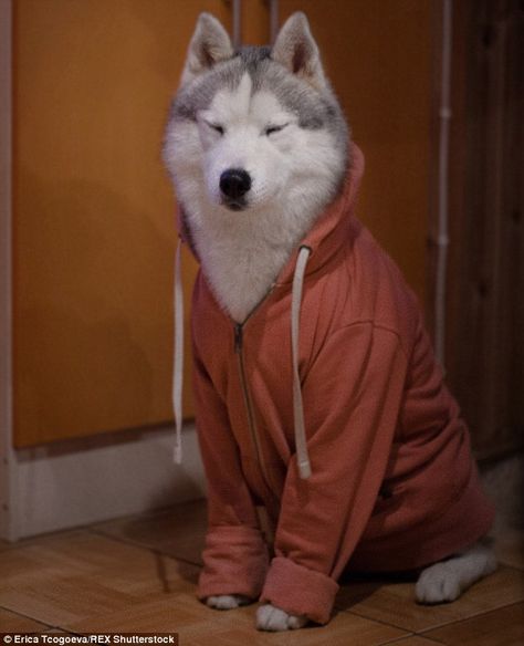 Coffee first, then we'll talk: A husky dressed in a hoodie looks less than pleased about early mornings A Husky, Blue Heeler, Funny Animal Pictures, On The Floor, Siberian Husky, Shiba Inu, Animal Memes, Cute Funny Animals, Animals Friends