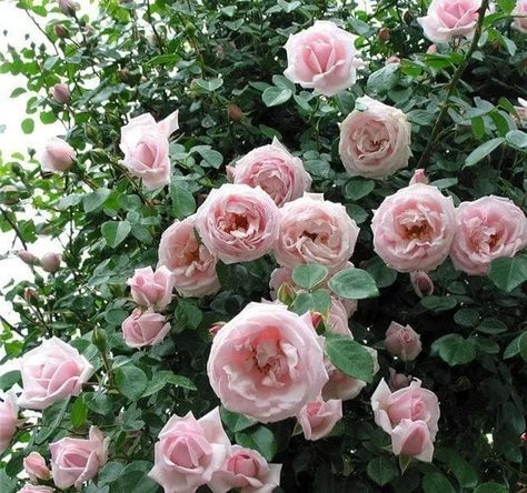 The New Dawn Climbing Rose | All about Roses New Dawn Roses Climbing, New Dawn Rose, New Dawn Climbing Rose, Hillside Gardening, Hillside Garden, Roses Book, Climbing Rose, Rose Care, Garden Arbor