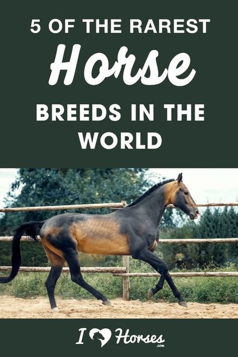 Rarest Horse Breeds, Rare Horse Colors, Breeds Of Horses, Unique Horses, Rare Horse Breeds, Largest Horse Breed, Horse Age, Unusual Horse, Wild Horse Pictures