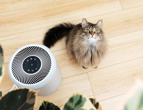 10 Best Air Purifiers for Cat Allergies in 2022 - Reviews & Top Picks | Pet Keen Feline Asthma Remedies, Cat Asthma, Home Remedies For Asthma, Fun Facts About Cats, Facts About Cats, Cat Health Problems, Cat Shaming, Cat Allergies, Cat Dander