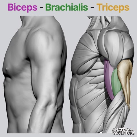 ArtStation - Muscles of the Upper Arm, Anatomy For Sculptors Brachialis Muscle, Anatomy For Sculptors, Zbrush Anatomy, Arm Anatomy, 남성 근육, Human Anatomy Reference, Human Muscle Anatomy, Anatomy Sculpture, Anatomy Tutorial