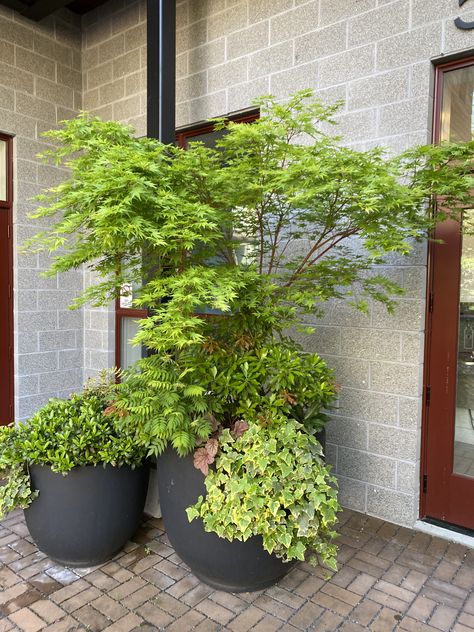 Japanese Maple Pot, Ferns Balcony, Backyard Gazebo Outdoor Pavilion, House Courtyard Design, Courtyard Design Architecture, Courtyard Design Landscape, Japanese Maple In Pot, Design Inside House, Fairy Garden Pot Ideas