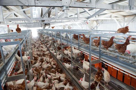 Target commits to cage-free eggs, joining Costco and Whole Foods - Fortune Free Range Eggs Target, List Of Food, Reasons To Be Vegan, Free Range Eggs, Cage Free Eggs, Factory Farming, Vegan Animals, Cruelty Free Brands, Animal Advocacy