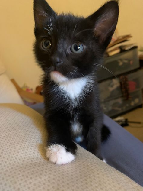 Kitten With Blue Eyes, Baby Black Cat, Tuxedo Kitten, Cat Friends, Tuxedo Cats, Stuffed Animal Cat, Pretty Animals, Tuxedo Cat, Fluffy Cat