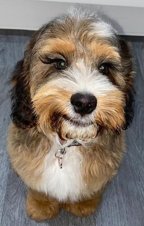 Puppy dog EYELASHES! 10-month-old Cockerpoo melts hearts with natural lashes that are so long strangers think they're fake. This adorable dog has beautiful, long eyelashes that some women would kill for. Chloe Shaw, 20, from Romford, Essex, bought her super-cute pooch Walt in August for £1,500, and said she was immediately drawn to his stunning eyes and huge eyelashes Dogs With Long Eyelashes, Dog With Lashes, Dog With Eyelashes, Huge Eyelashes, Long Eyelashes, Dog Best Friend, Fake Lashes, Stunning Eyes, Longer Eyelashes