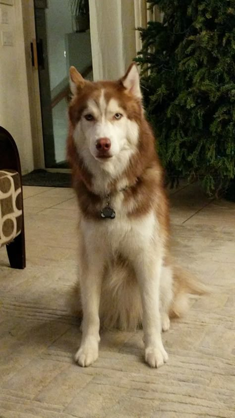 Maximus | Siberian Husky | Ging Fluff | Red white and blue eyes | Dog | Long hair | Wooly | Sitting and Looking right at me | 12-30-16 Ginger Husky, Wooly Husky, Brown And White Husky, Wooly Siberian Husky, Orange Husky, Long Haired Husky, Red Husky Puppies, Red And White Husky, Dog Long Hair