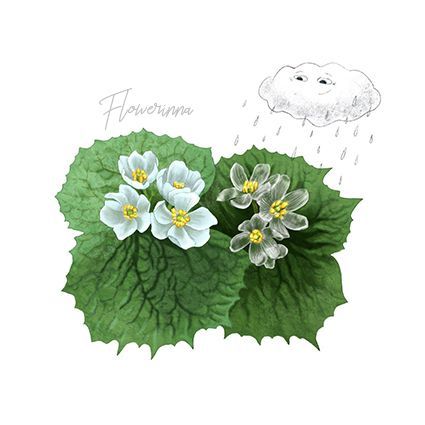 Diphylleia Diphylleia Grayi, Plant Leaves, Illustrations, Plants, Flowers